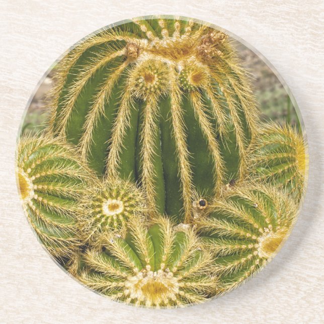 Cactus Untersetzer (Vorne)