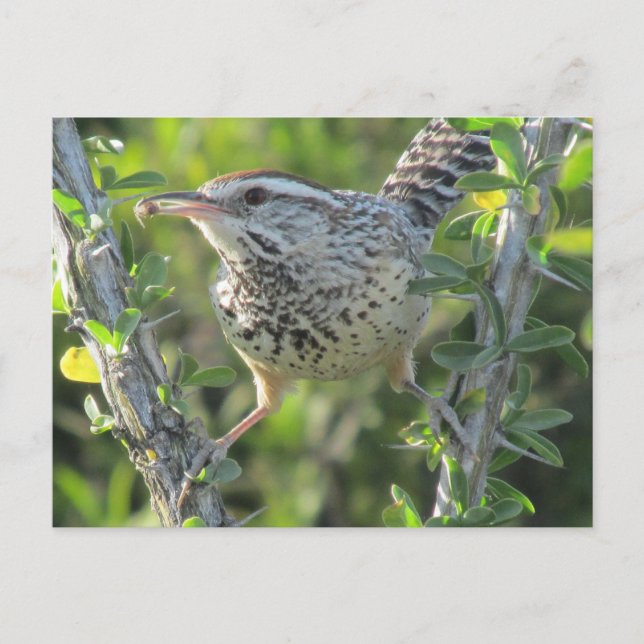 Cactus Wren auf der Postkarte von Ocotillo (Vorderseite)