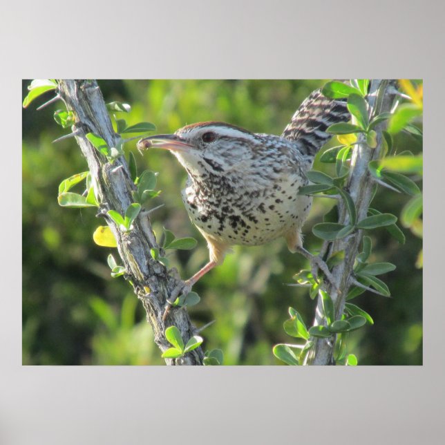Cactus Wren auf Ocotillo Poster (Vorne)