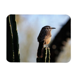 Cactus Wren Foto Magnet