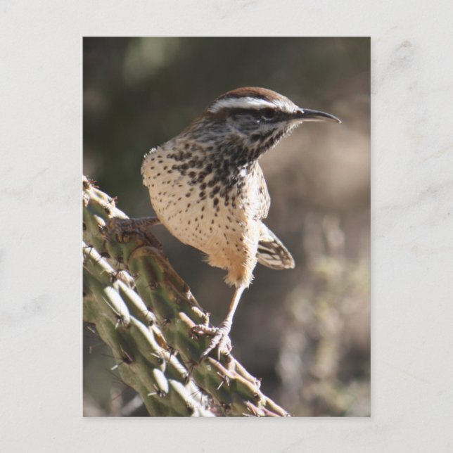 Cactus Wren Postcard Postkarte (Vorderseite)