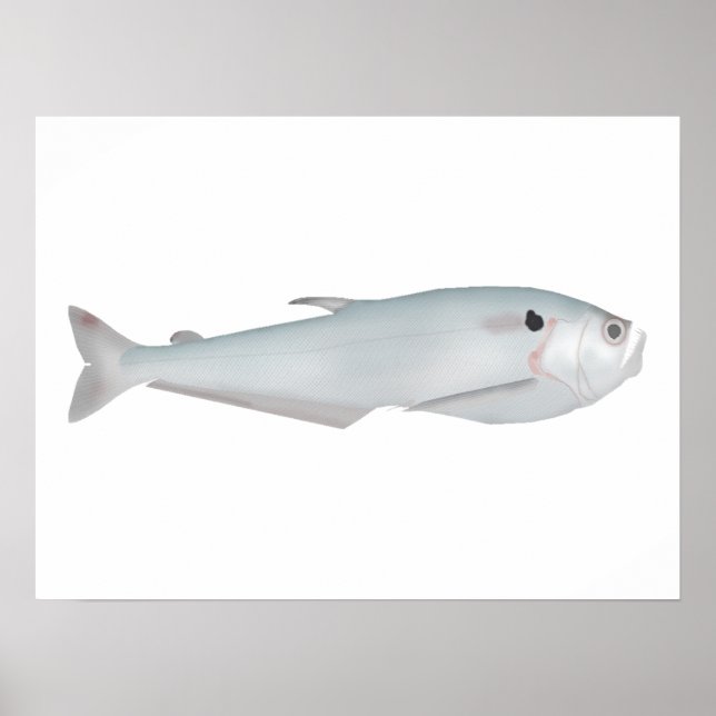 Cacunda Poster (Vorne)