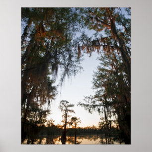 Caddo Lake bei Sonnenaufgang Poster