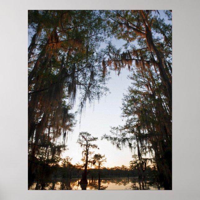Caddo Lake bei Sonnenaufgang Poster (Vorne)