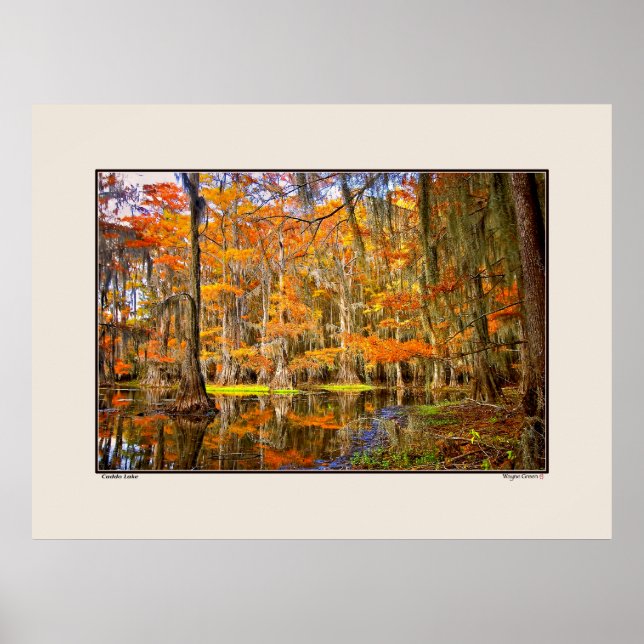 Caddo Lake - Herbst - Texas Poster (Vorne)