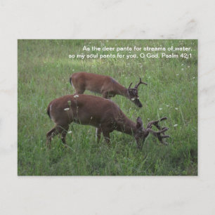 Cades Cove deer Smoky Mountains Postcard Postkarte