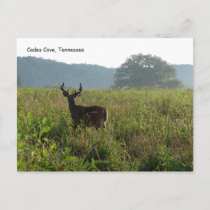 Cades Cove, Tennessee Postkarte
