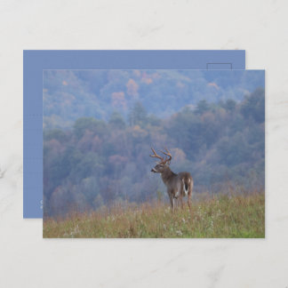 Cades Cove Wildlife - Great Smoky Mountains Postkarte
