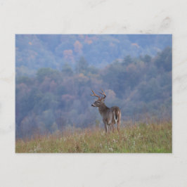 Cades Cove Wildlife - Great Smoky Mountains Postkarte