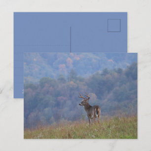 Cades Cove Wildlife - Große Smoky Mountains Postkarte