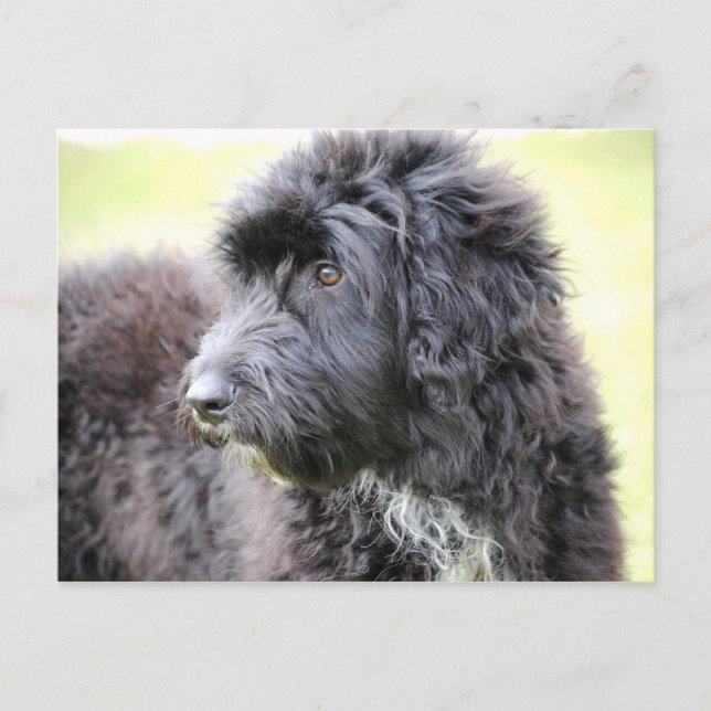 Cadoodle Dog Post Cards Postkarte (Vorderseite)