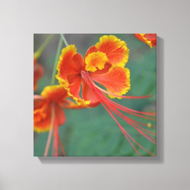 Caesalpinia Leinwanddruck (Vorderseite)