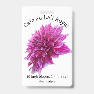 Cafe au Lait Royal Dahlia ID Abzeichen Ausweis