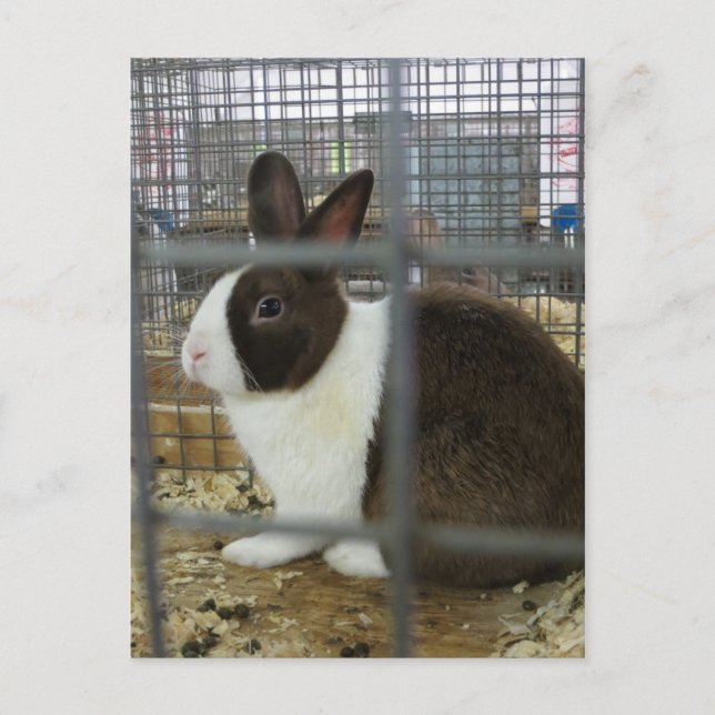 Caged Bunny Postkarte (Vorderseite)