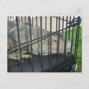 Caged Iguana Postkarte