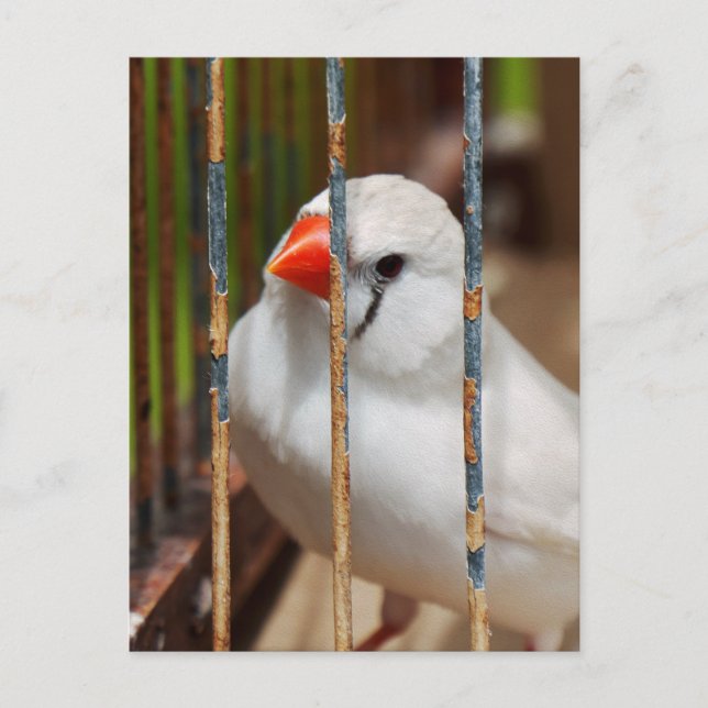 Caged White Zebra Finch Bird Postkarte (Vorderseite)