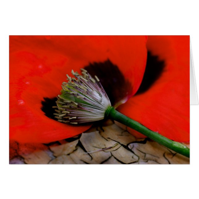 Caherine-Mohn (Vorderseite (Horizontal))