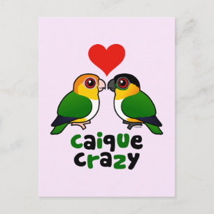 Caique Crazy Postkarte