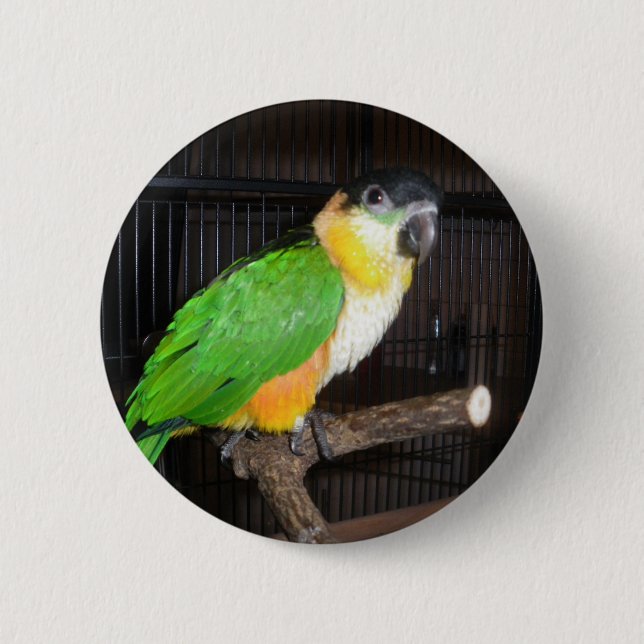Caique-Knopf Button (Vorderseite)