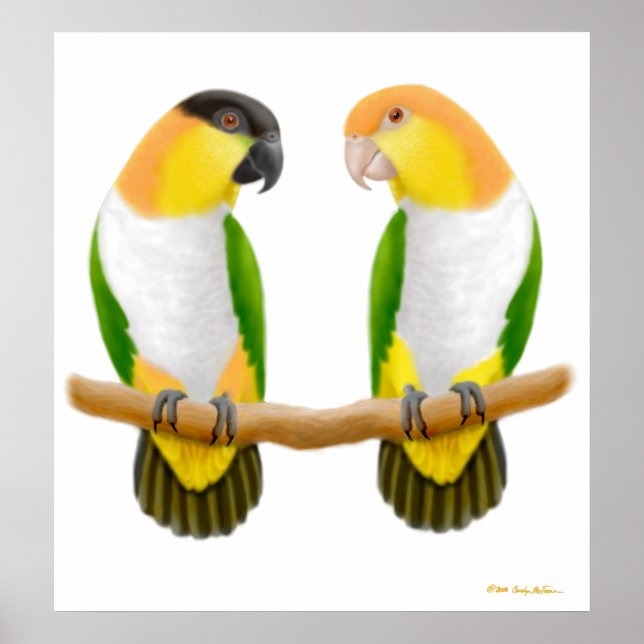 Caique Parrot Liebe, Caique Parrot Liebe, Caique . Poster (Vorne)