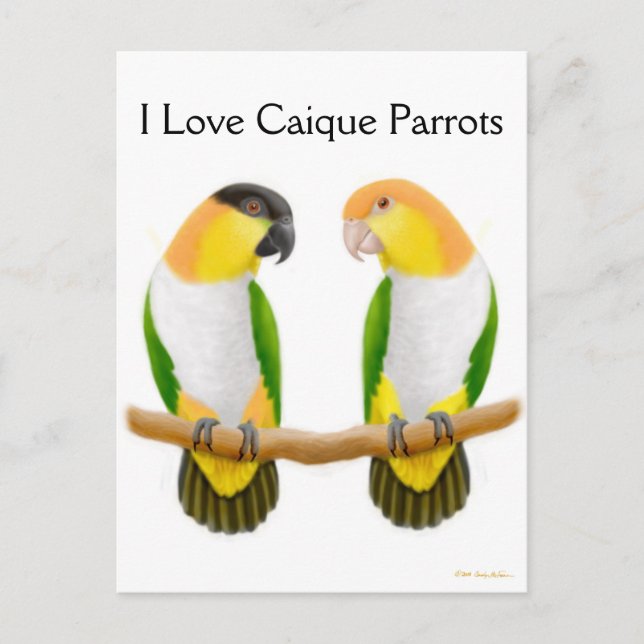 Caique Parrot Liebe Postcard Postkarte (Vorderseite)