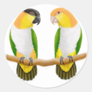Caique Parrot Liebe Sticker