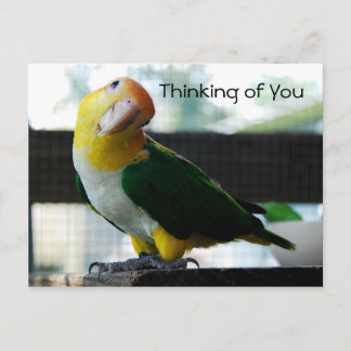 Caique Postcard Postkarte