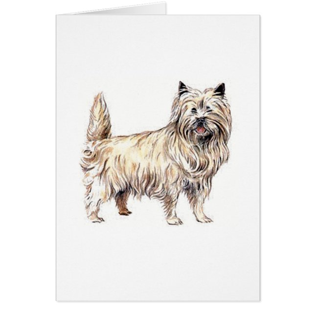 Cairn Terrier (Vorne)