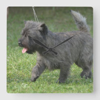 cairn-terrier-2.jpg