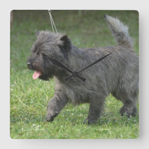 cairn-terrier-2.jpg quadratische wanduhr