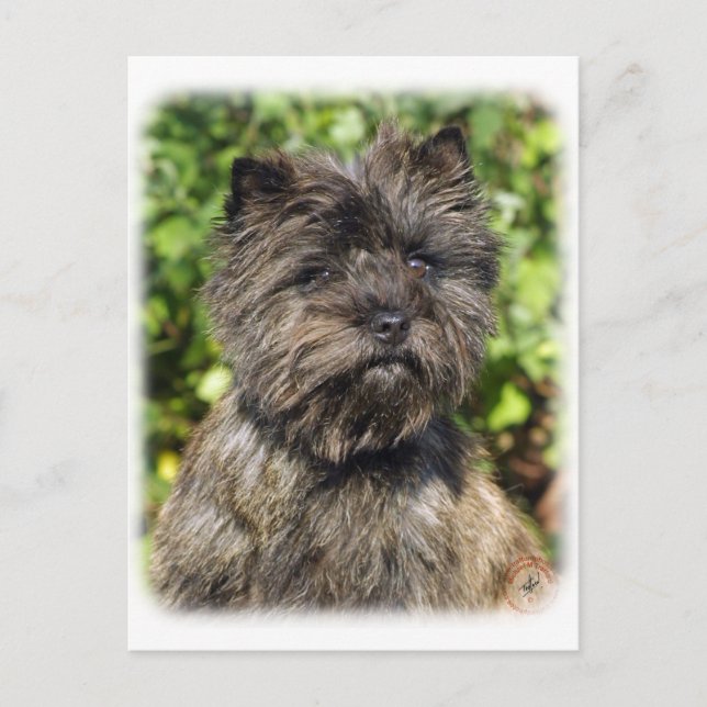 Cairn Terrier 9W048D-142_2 Postkarte (Vorderseite)