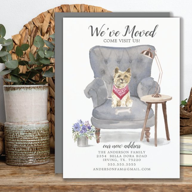 Cairn Terrier Dog | Ankündigung der Beförderung (Von Creator hochgeladen)