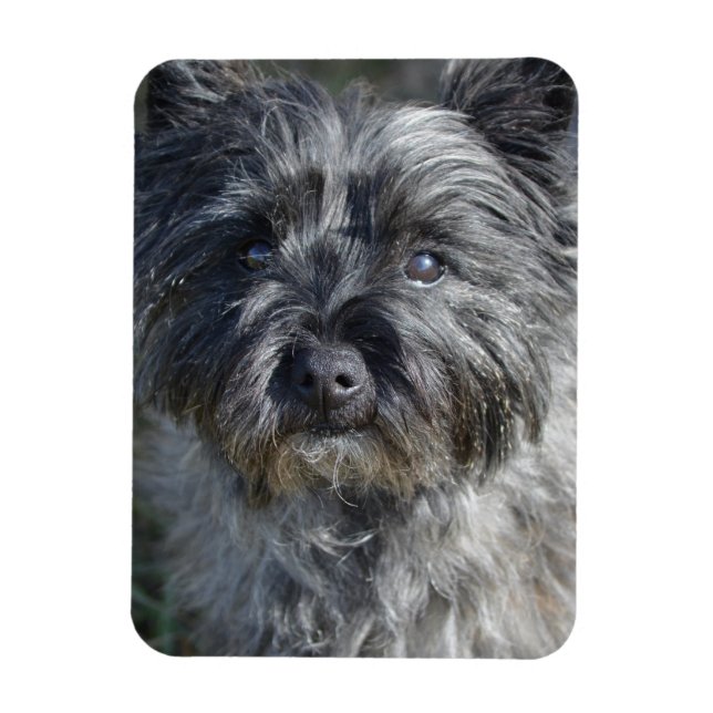 Cairn Terrier Face Magnet (Vertikal)