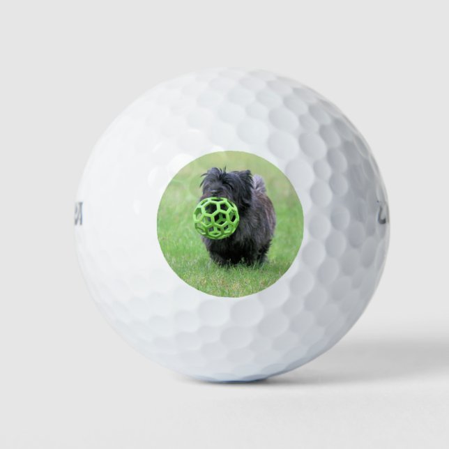 Cairn Terrier Golfball (Vorderseite)