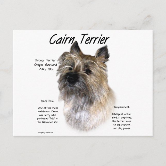 Cairn Terrier History Design Postkarte (Vorderseite)