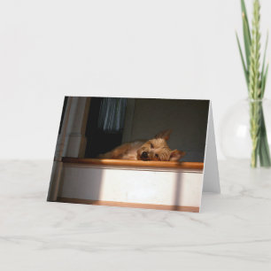 Cairn Terrier In The Sun Blank Greeting Card Karte