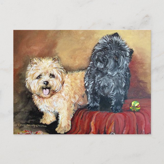 Cairn Terrier Portrait Postkarte (Vorderseite)