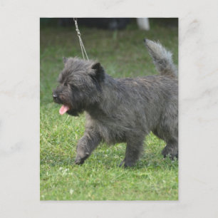 Cairn Terrier Postkarte