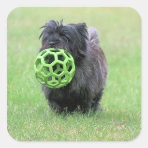 Cairn Terrier Quadratischer Aufkleber