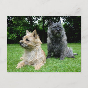 Cairn Terrier Welpe Dog Blank Grußkarte Postkarte