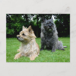 Cairn Terrier Welpe Dog Blank Grußkarte Postkarte