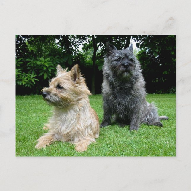 Cairn Terrier Welpe Dog Blank Grußkarte Postkarte (Vorderseite)