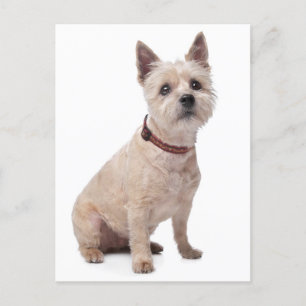 Cairn Terrier Welpe Dog Blank Grußkarte Postkarte