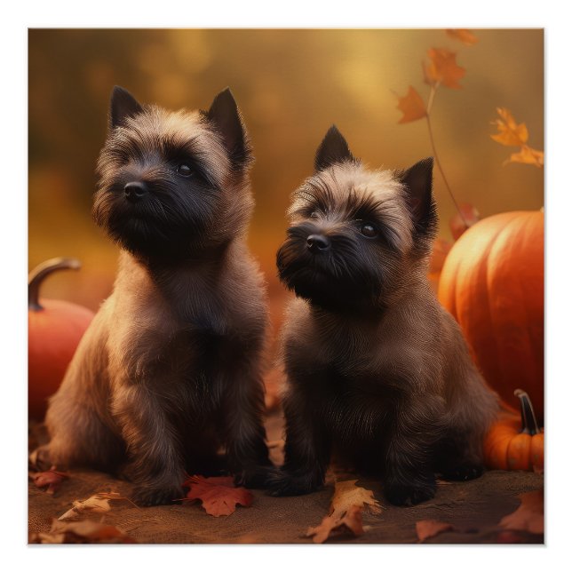 Cairn Terrier Welpe Herbst Kürbis Poster (Vorderseite)