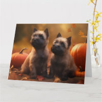 Cairn Terrier Welpe Herbstfreude Kürbis