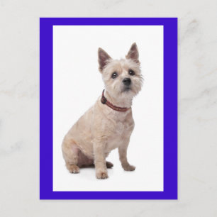 Cairn Terrier Welpen-Hund Grußpostkarte Postkarte