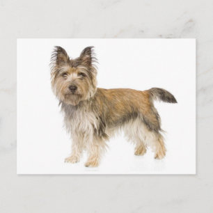 Cairn Terrier Welpen-Hund Leer Grußpostkarte Postkarte