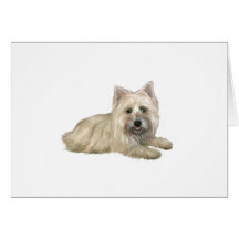 Cairn Terrier (Wheaten) - liegend