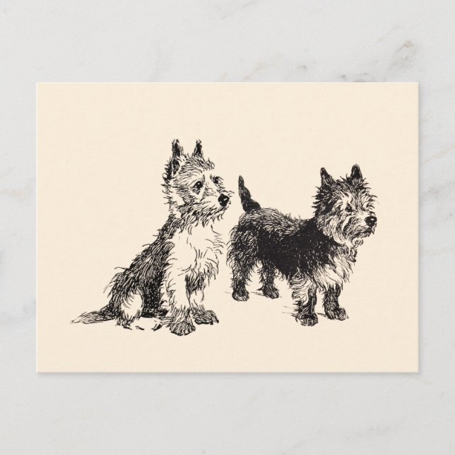 Cairn Terriers Vintag Pen & Ink Postkarte (Vorderseite)