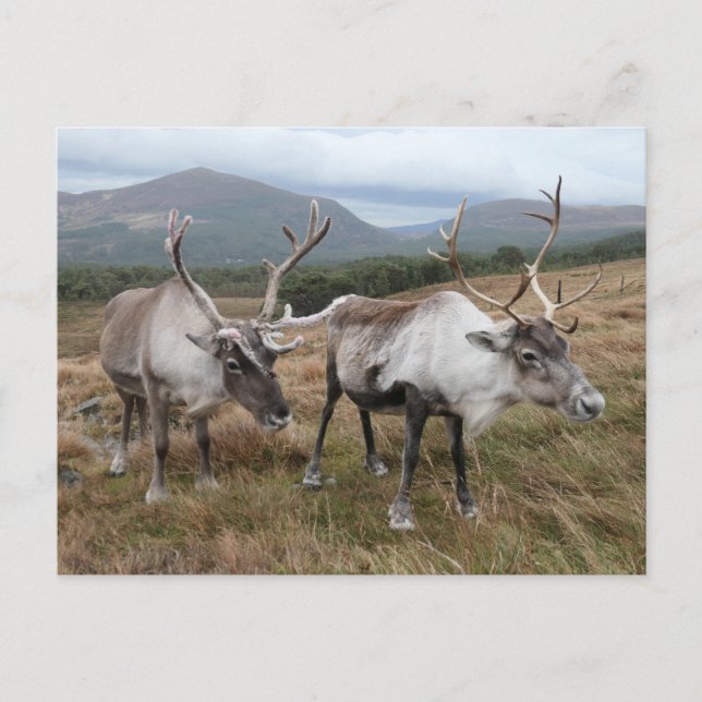 Cairngorm Reindeer Postkarte (Vorderseite)